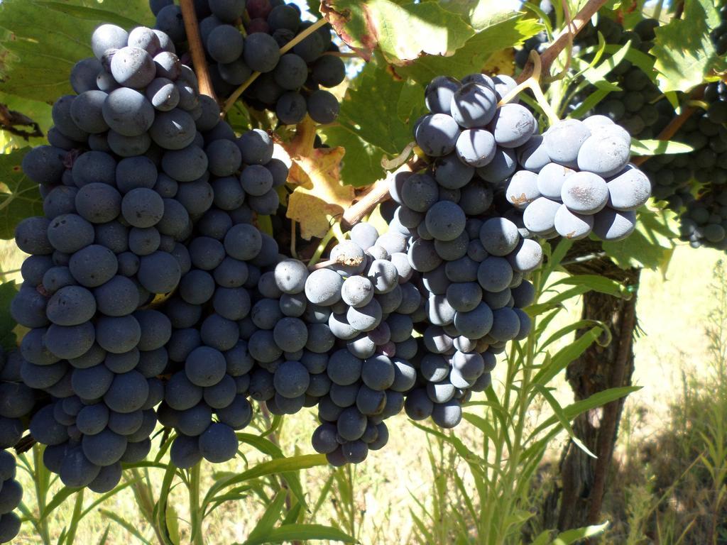 Tenuta Villa Rocchi Torrita di Siena Esterno foto
